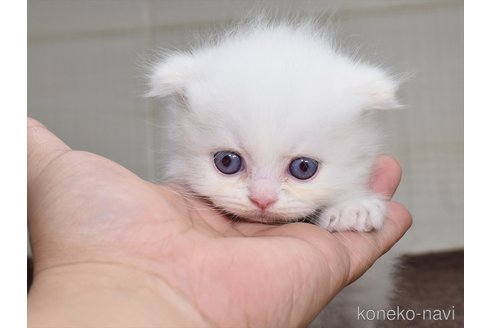 成約済の愛知県のスコティッシュフォールド(折れ耳)-82360の2枚目